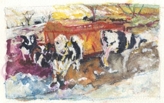 cows